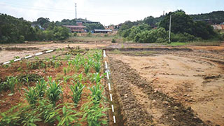 江西某鎮重金屬污染農田土壤修復試驗示范項目